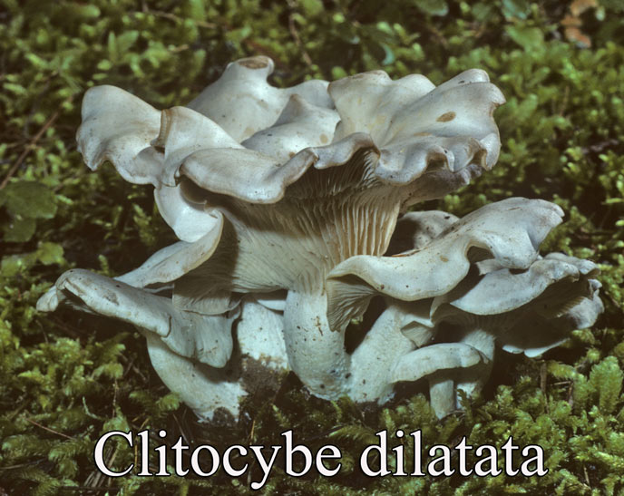 Clitocybe dilatata